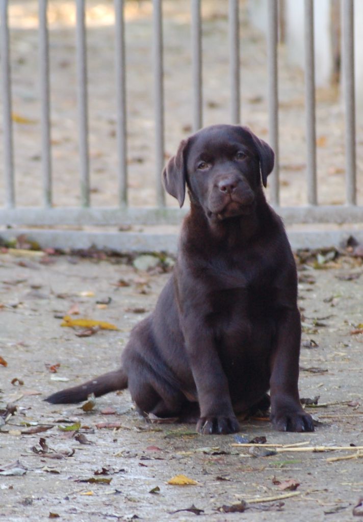 Chiot Elevage Du Taillis Madame Eleveur De Chiens Labrador Retriever