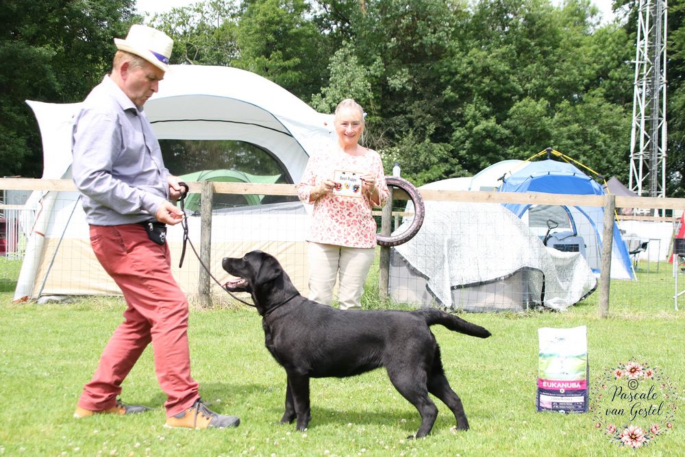 19ème show du Belgian labrador club