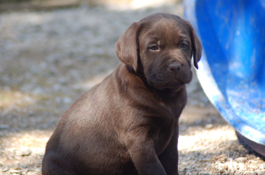 du taillis madame - Chiots disponibles - Labrador Retriever