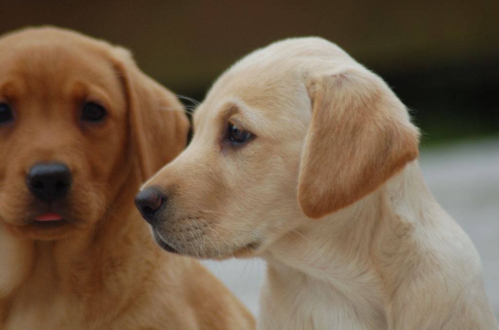 du taillis madame - Chiots disponibles - Labrador Retriever