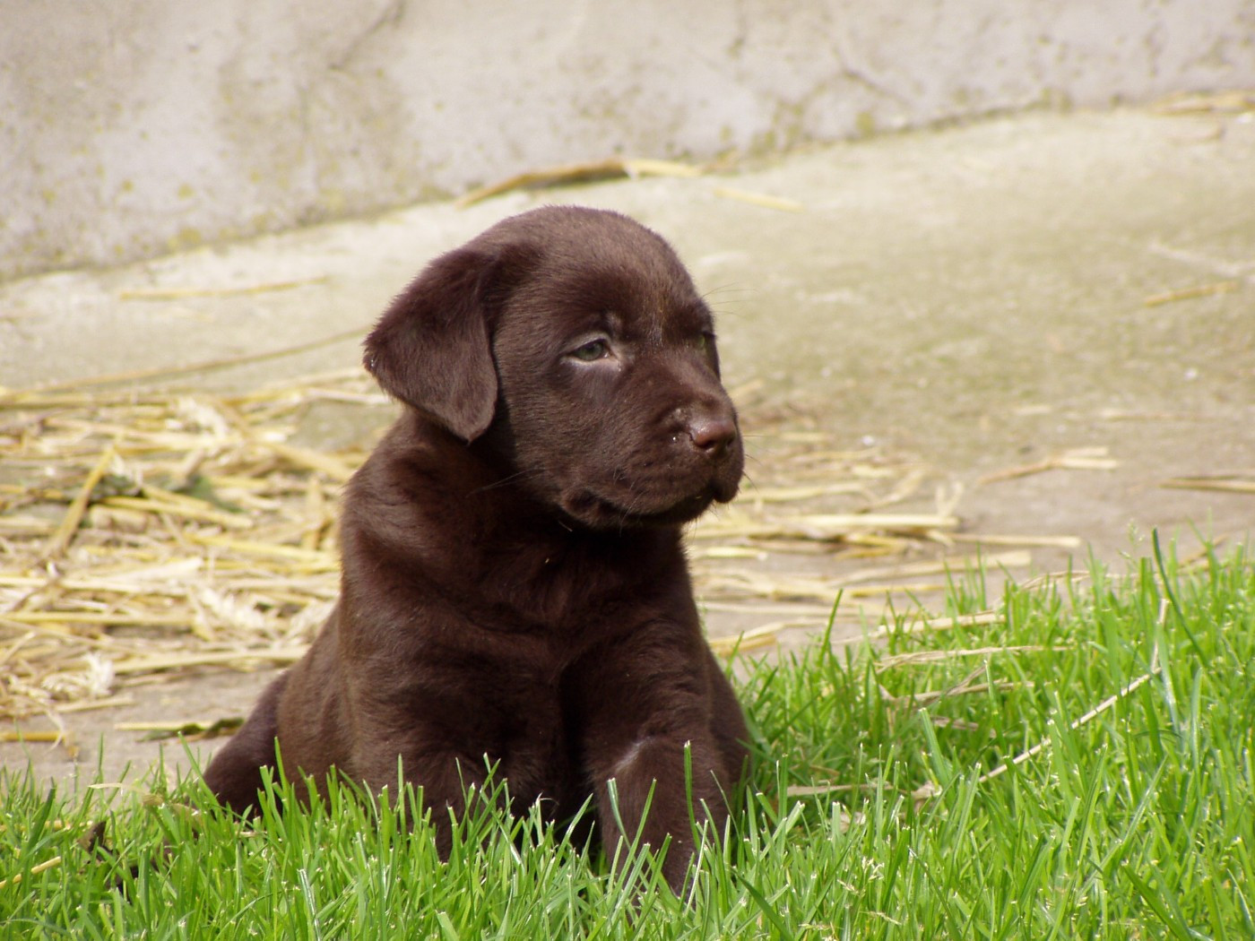du taillis madame - Chiots disponibles - Labrador Retriever