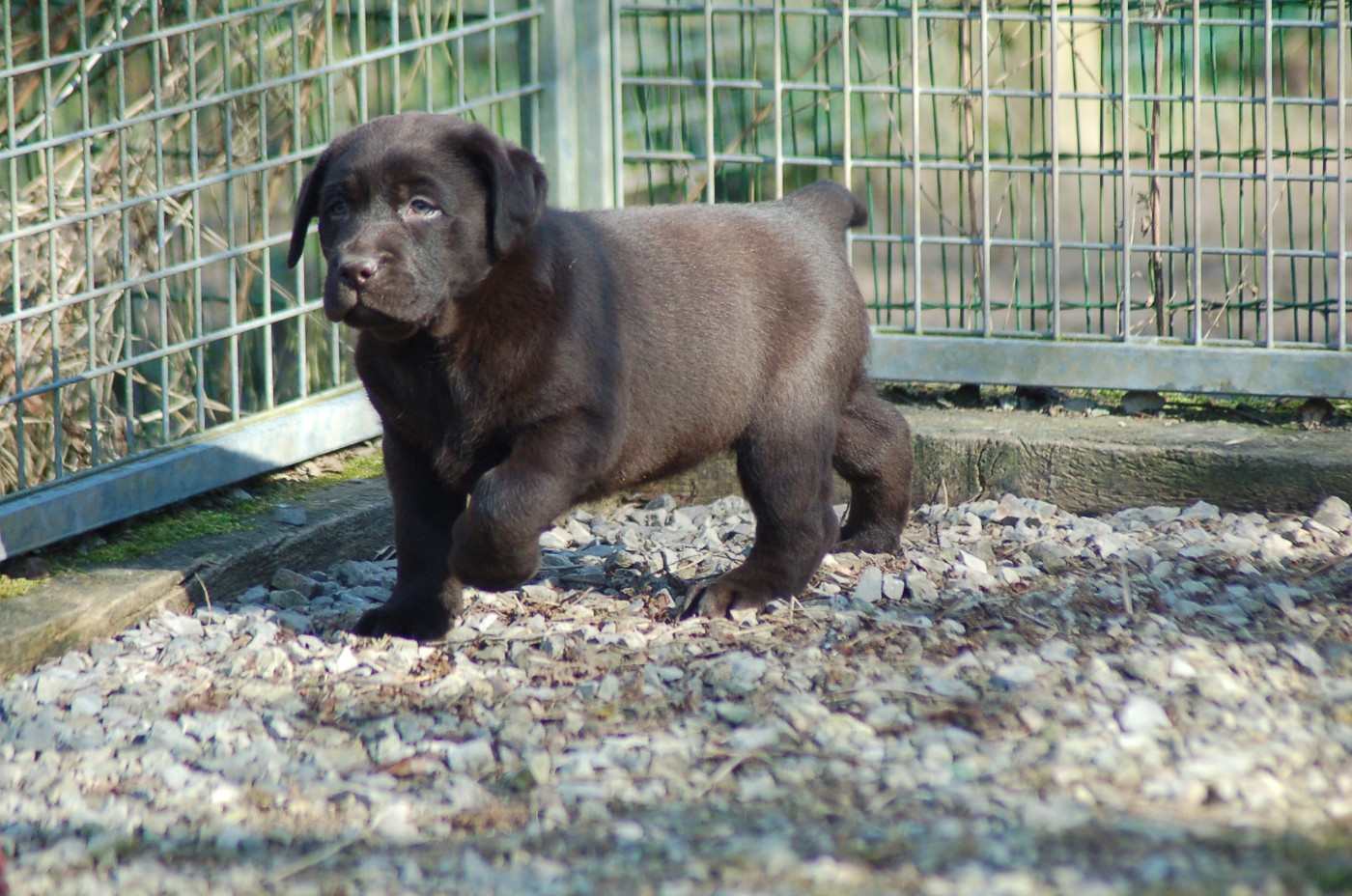 du taillis madame - Chiots disponibles - Labrador Retriever