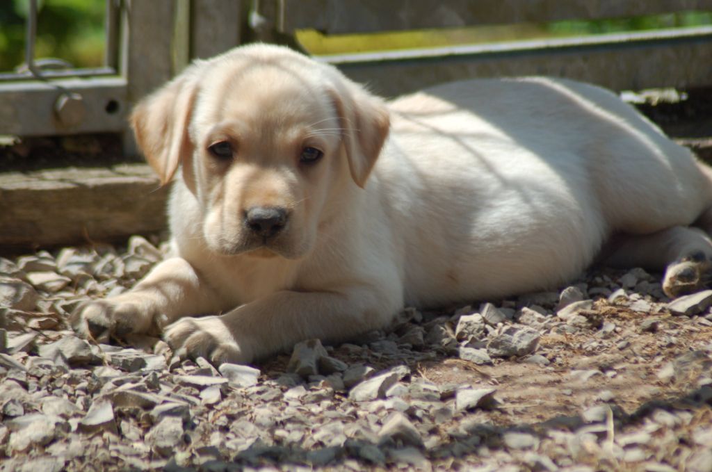 du taillis madame - Chiots disponibles - Labrador Retriever