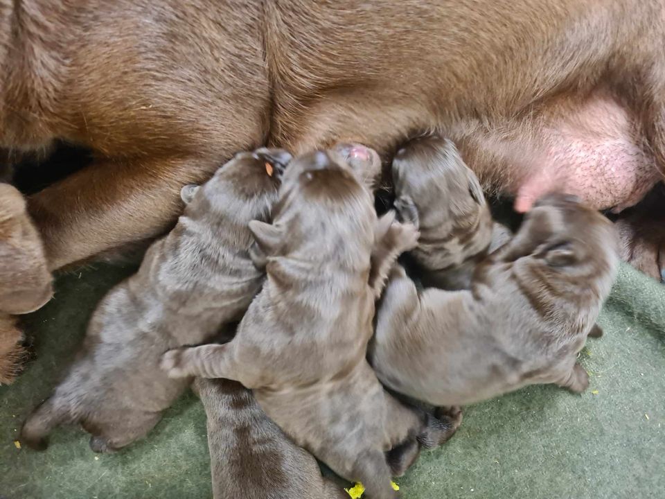 Chiot Labrador Retriever du taillis madame