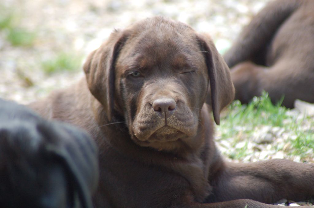 du taillis madame - Chiots disponibles - Labrador Retriever