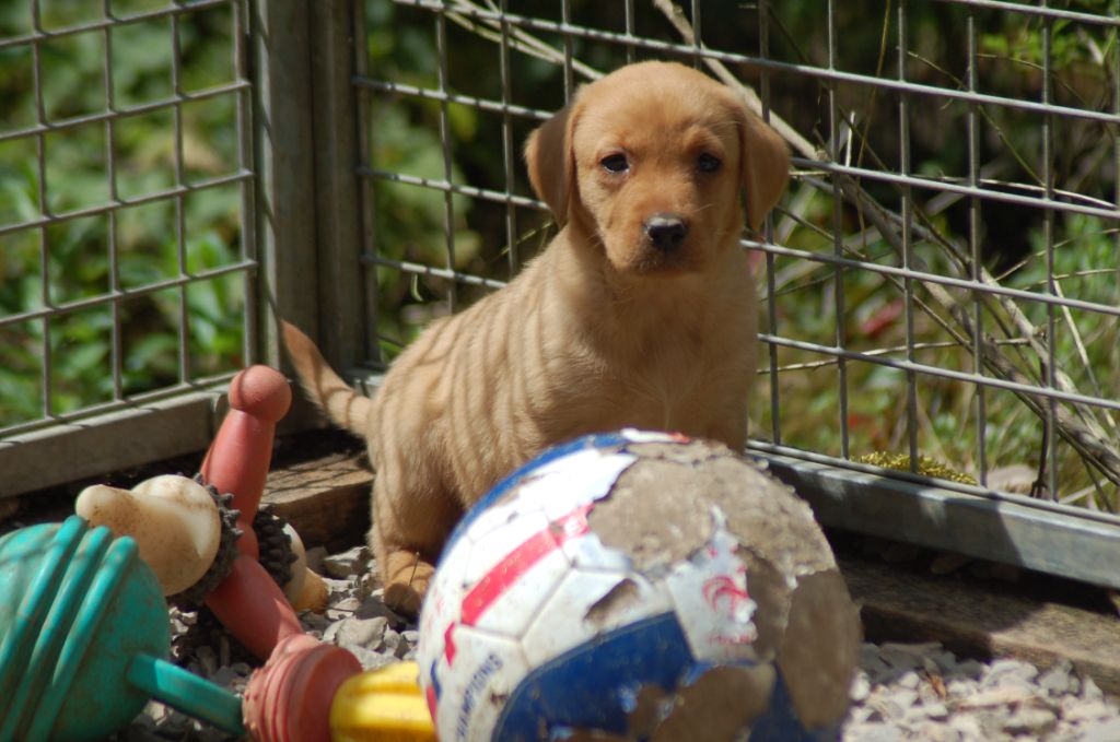 du taillis madame - Chiots disponibles - Labrador Retriever
