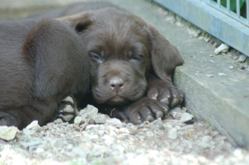 du taillis madame - Chiots disponibles - Labrador Retriever