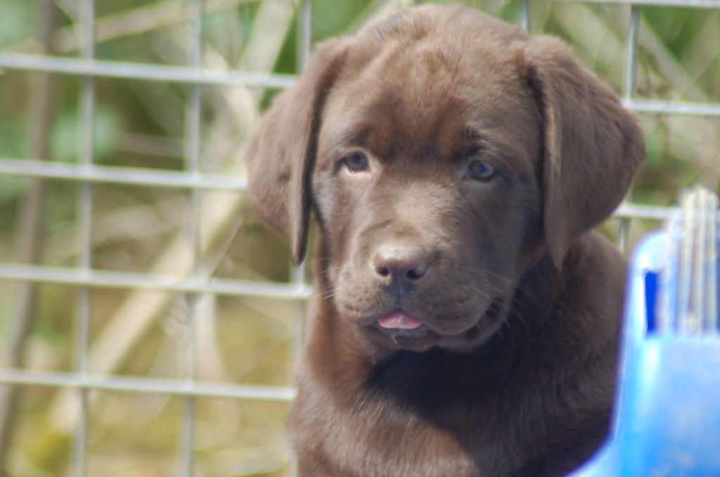 du taillis madame - Chiots disponibles - Labrador Retriever