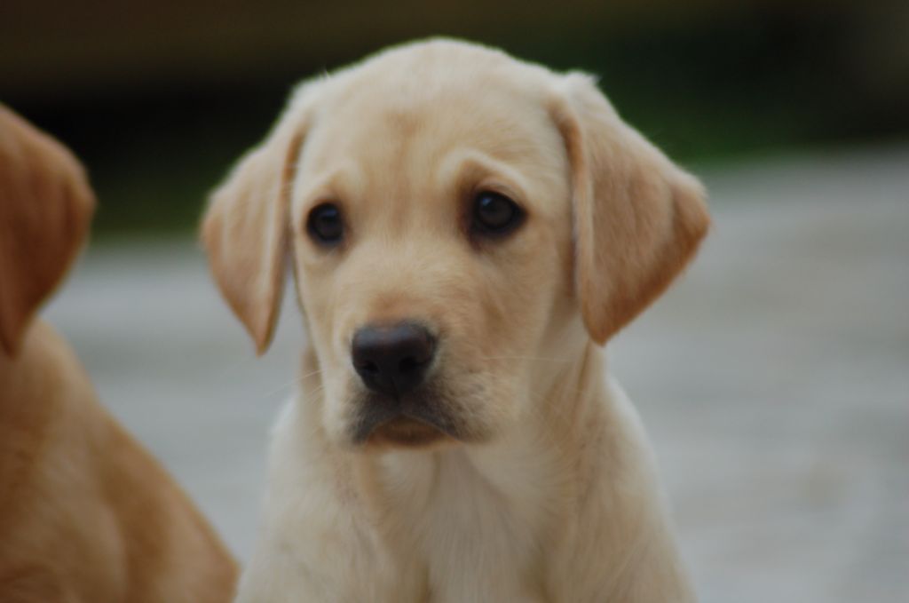 du taillis madame - Chiots disponibles - Labrador Retriever