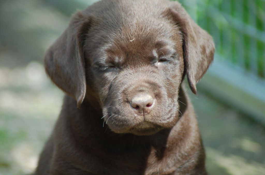du taillis madame - Chiots disponibles - Labrador Retriever