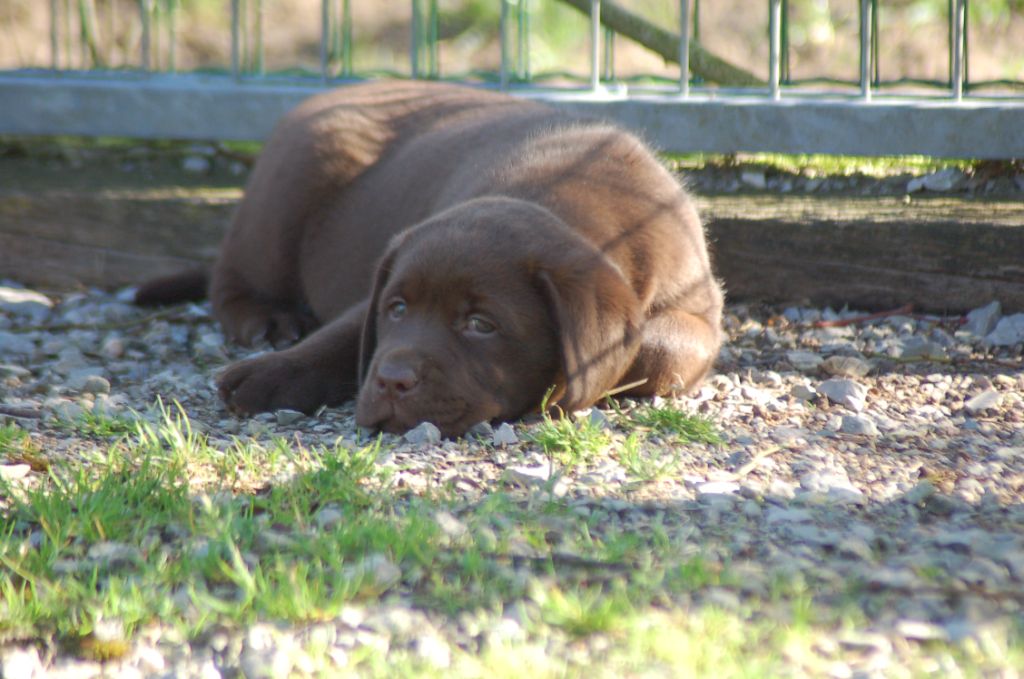 du taillis madame - Chiots disponibles - Labrador Retriever