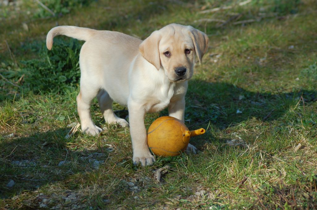 du taillis madame - Chiots disponibles - Labrador Retriever