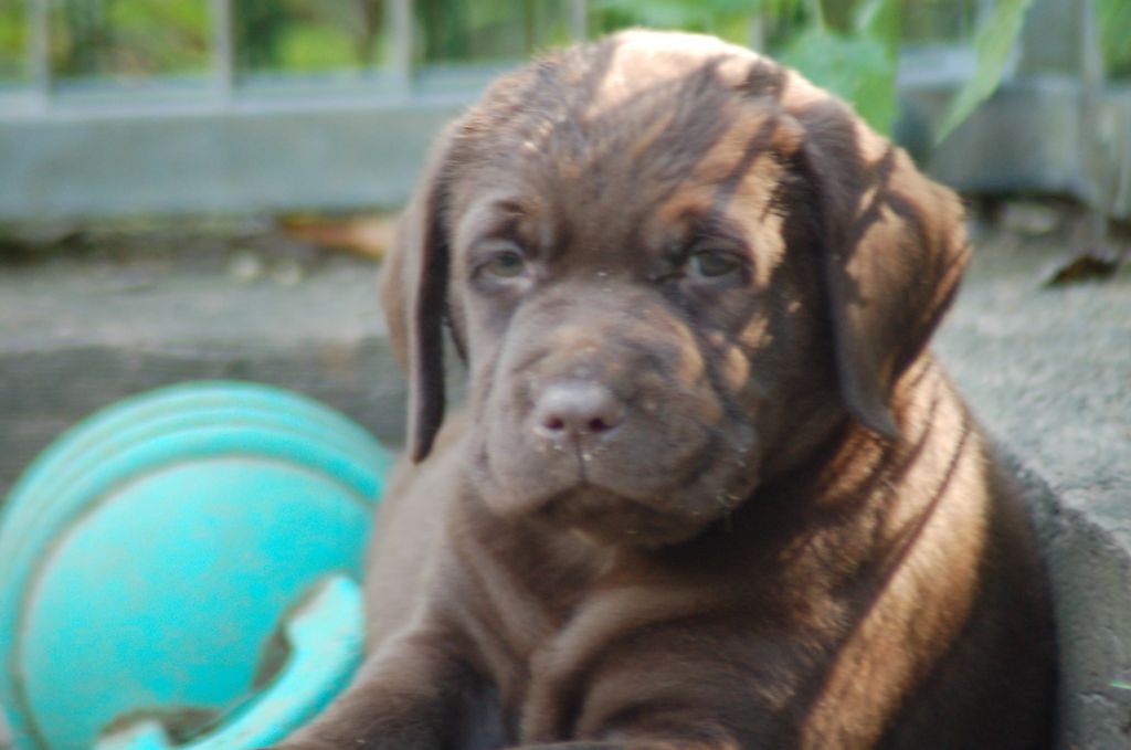 du taillis madame - Chiots disponibles - Labrador Retriever