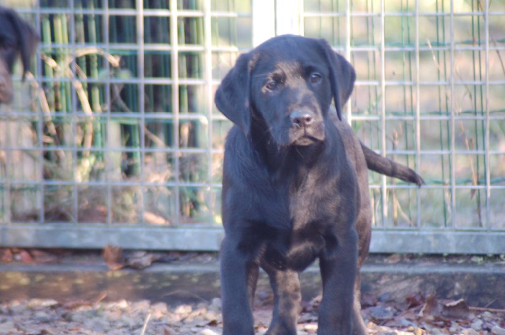 du taillis madame - Chiots disponibles - Labrador Retriever