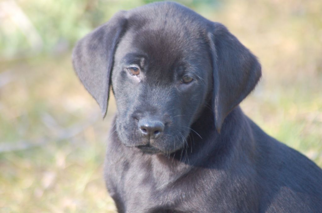 du taillis madame - Chiots disponibles - Labrador Retriever