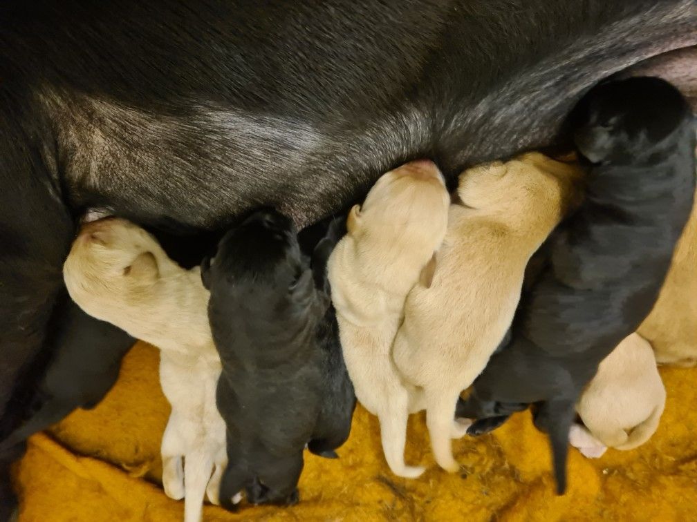 du taillis madame - Chiots disponibles - Labrador Retriever