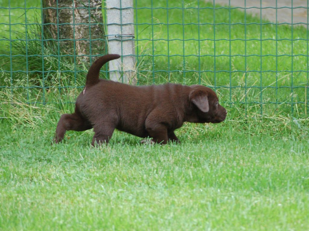 du taillis madame - Chiots disponibles - Labrador Retriever