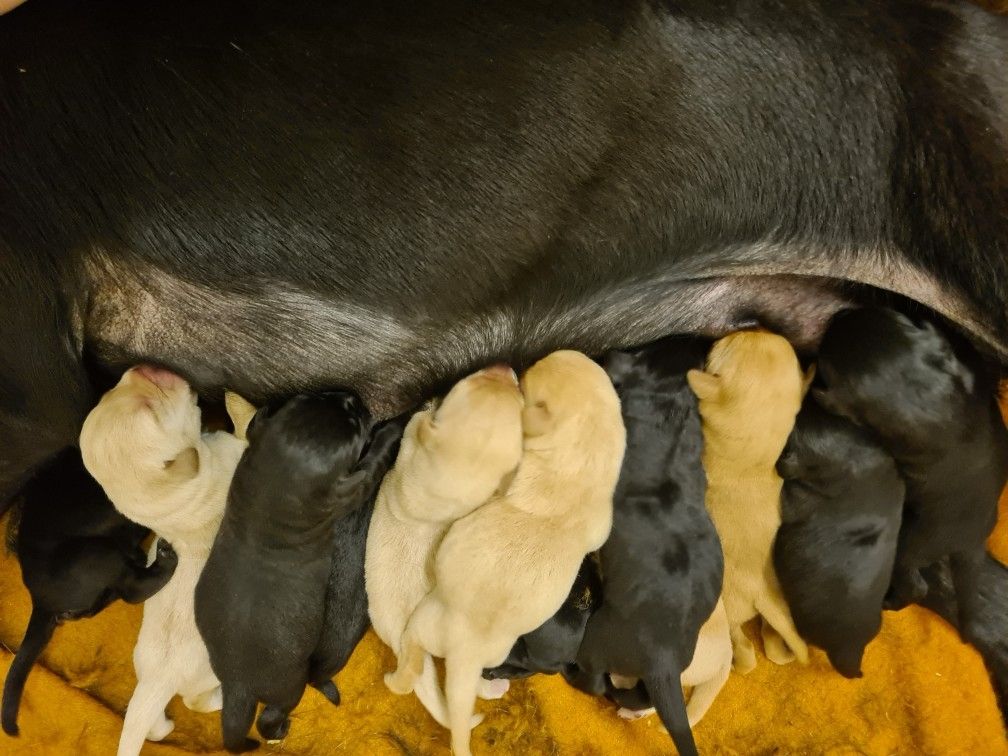 Chiot Labrador Retriever du taillis madame