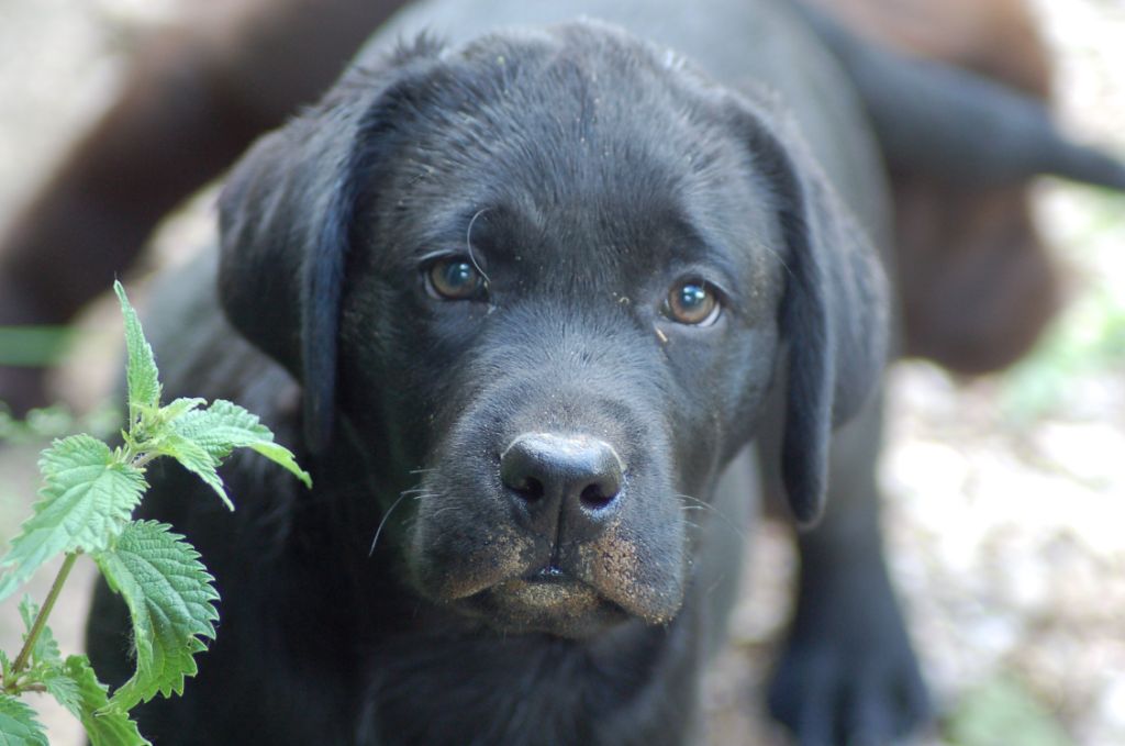 du taillis madame - Chiots disponibles - Labrador Retriever