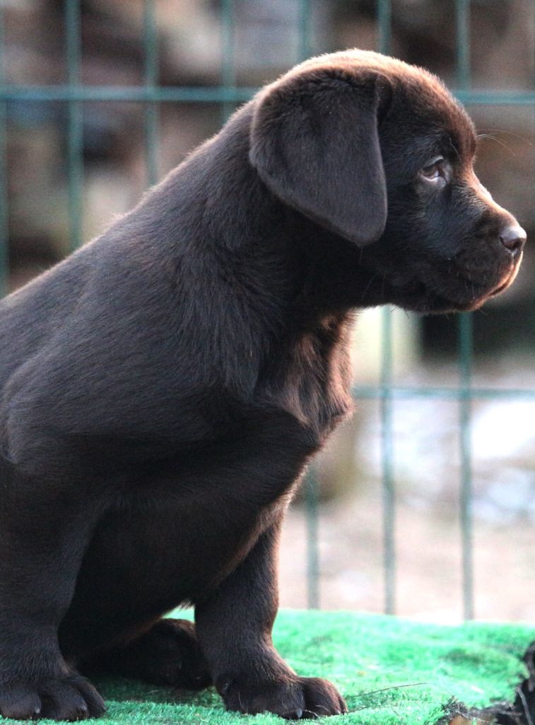 du taillis madame - Chiots disponibles - Labrador Retriever