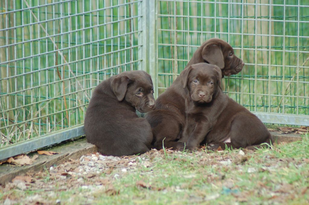 Chiot Labrador Retriever du taillis madame