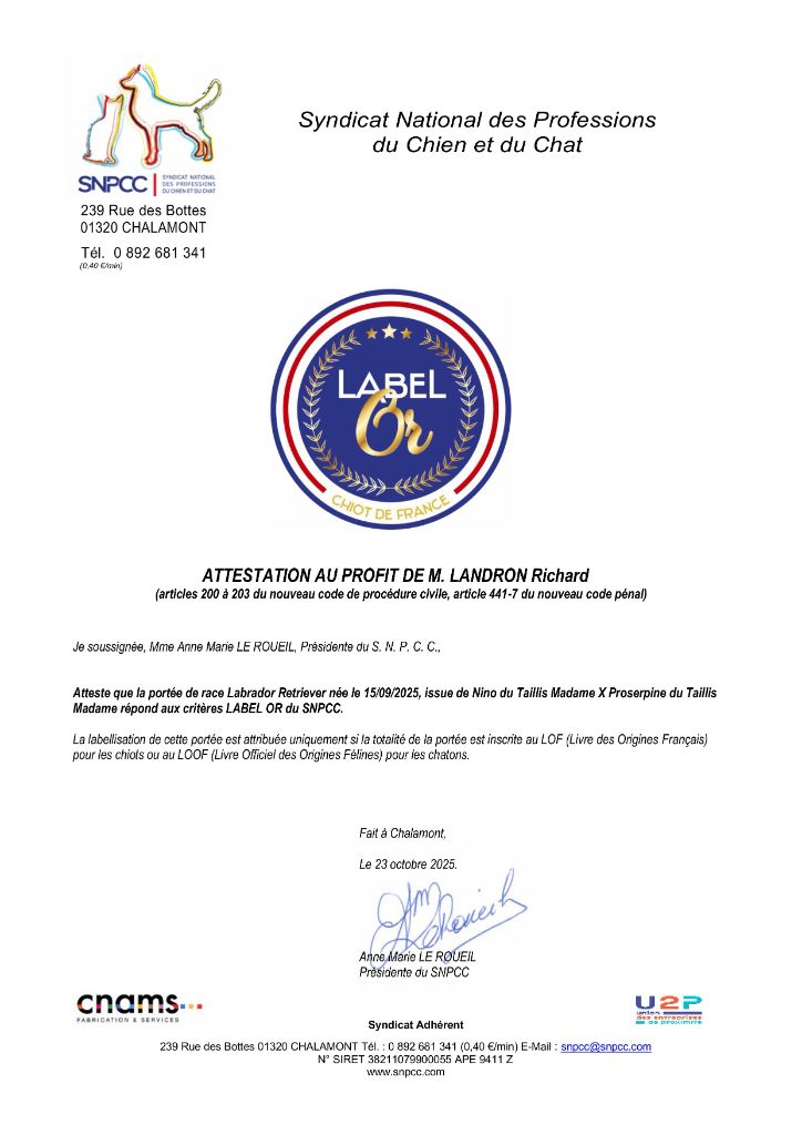 du taillis madame - Labrador Retriever - Portée née le 15/09/2025