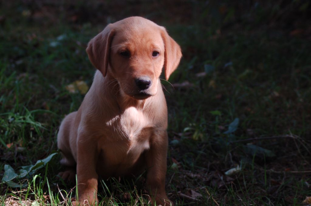 du taillis madame - Chiots disponibles - Labrador Retriever