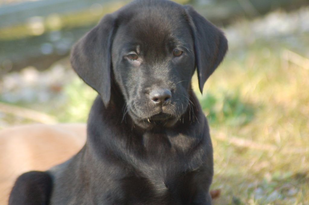 du taillis madame - Chiots disponibles - Labrador Retriever
