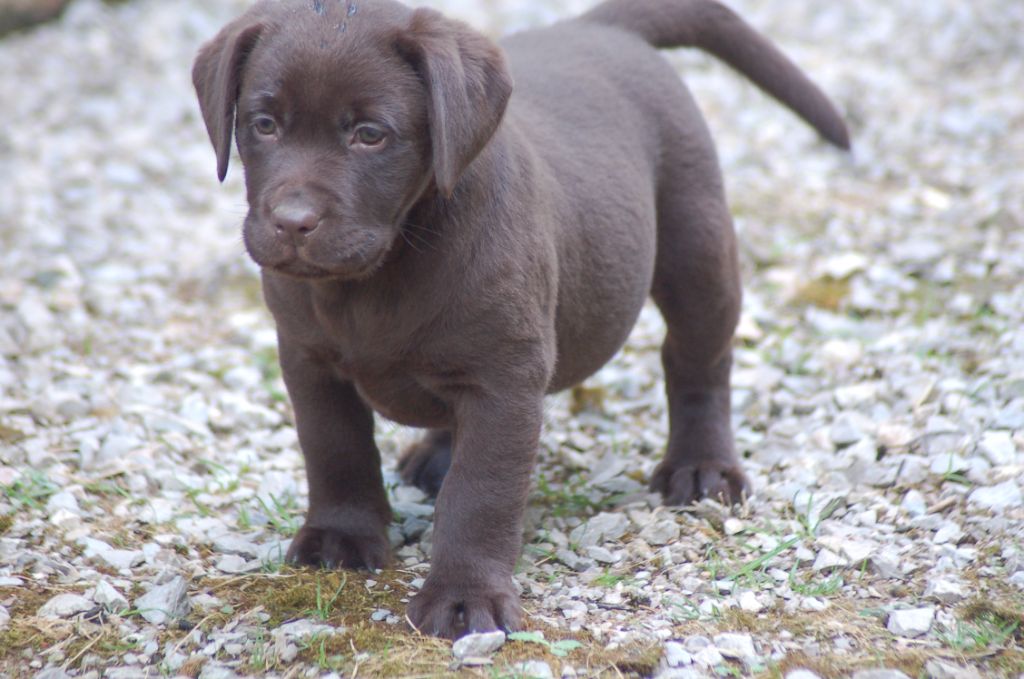 du taillis madame - Chiots disponibles - Labrador Retriever