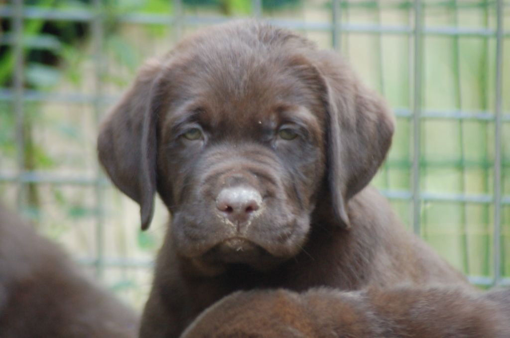 du taillis madame - Chiots disponibles - Labrador Retriever