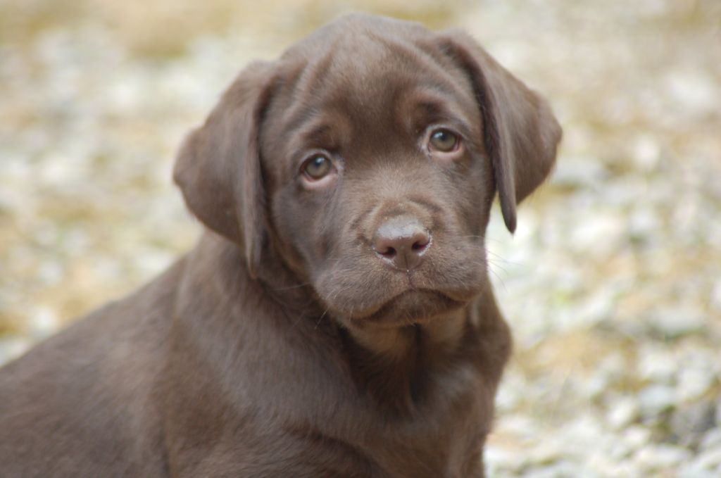 du taillis madame - Chiots disponibles - Labrador Retriever