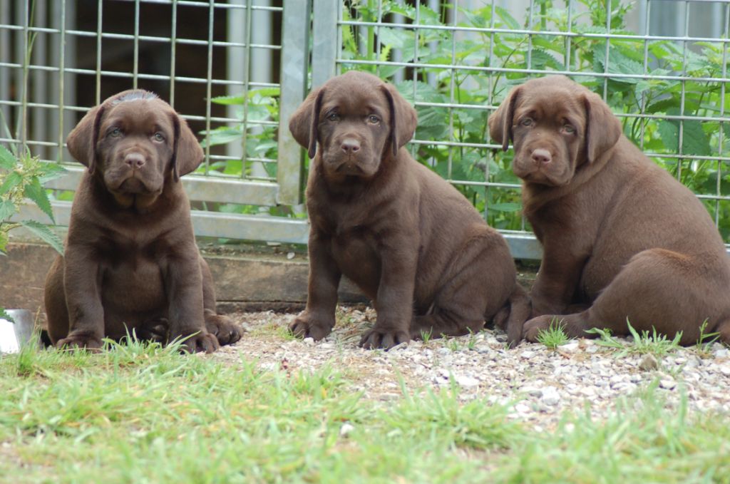 Chiot Labrador Retriever du taillis madame