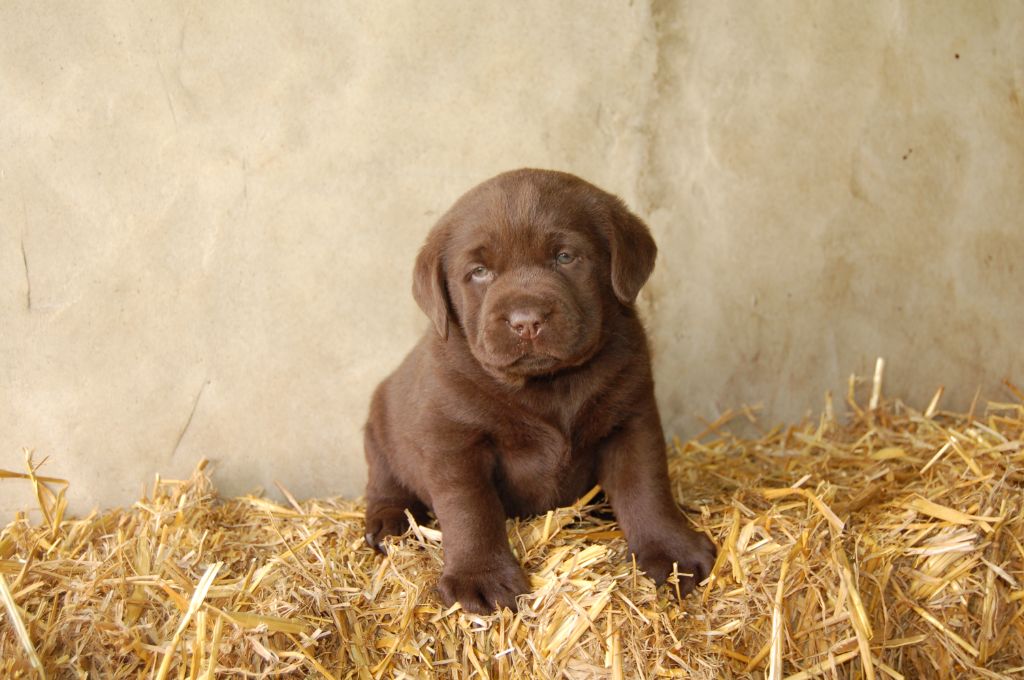 du taillis madame - Chiots disponibles - Labrador Retriever