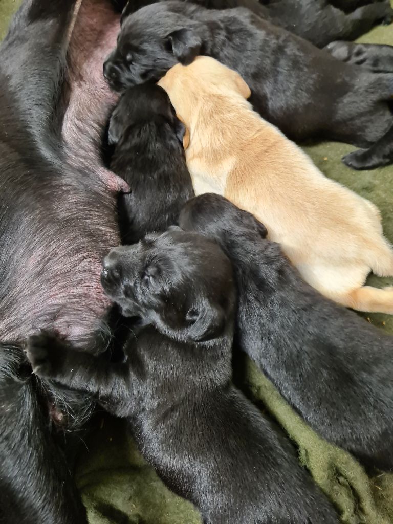 Chiot Labrador Retriever du taillis madame